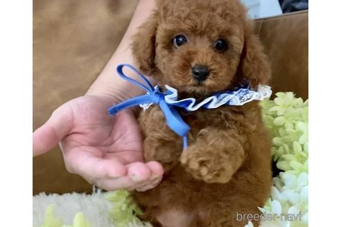 成約済の埼玉県のトイプードル-162189の2枚目