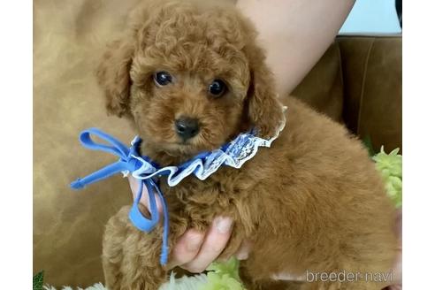 成約済の埼玉県のトイプードル-162189の3枚目