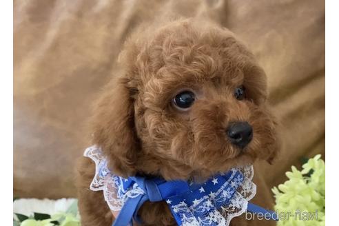 成約済の埼玉県のトイプードル-162189の7枚目