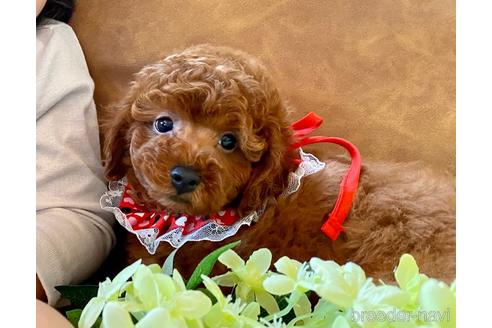 成約済の埼玉県のトイプードル-162190の8枚目