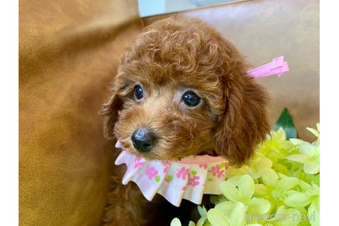 成約済の埼玉県のトイプードル-162191の8枚目