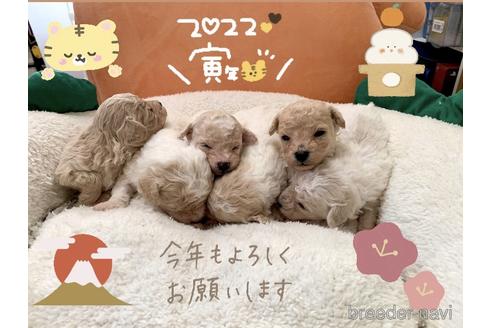 成約済の東京都のミックス犬-161295の94枚目