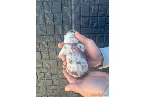成約済の山梨県のオーストラリアンシェパード-162206の5枚目