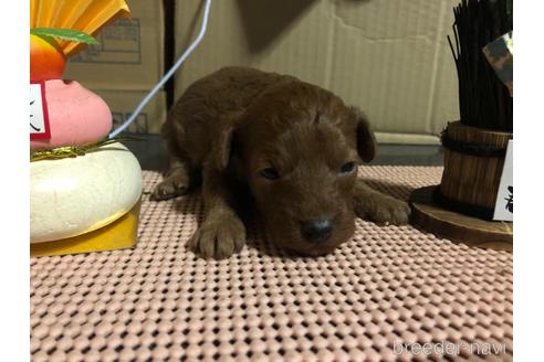 成約済の愛知県のトイプードル-160578の12枚目