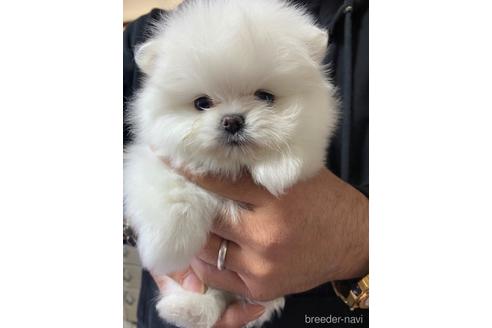 成約済の静岡県のポメラニアン-161324