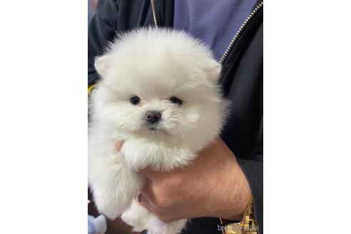 成約済の静岡県のポメラニアン-161324の3枚目