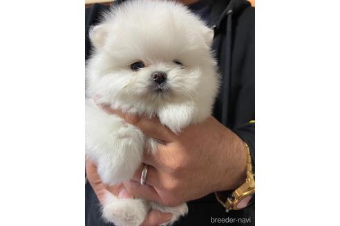 成約済の静岡県のポメラニアン-161324の4枚目
