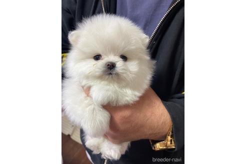 成約済の静岡県のポメラニアン-161324の5枚目