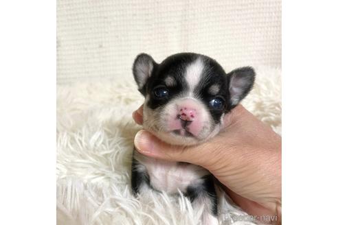 成約済の徳島県のチワワ(スムースコート)-161199の19枚目