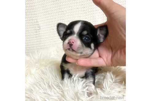 成約済の徳島県のチワワ(スムースコート)-161199の18枚目