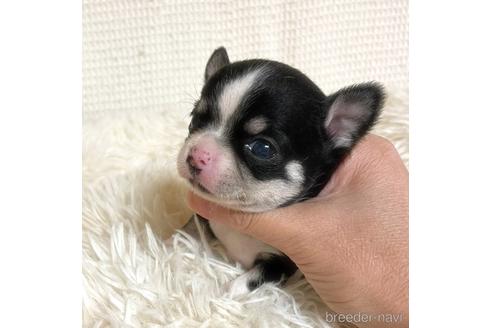 成約済の徳島県のチワワ(スムースコート)-161199の17枚目