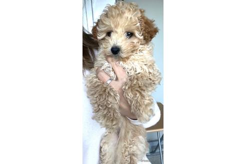 成約済の茨城県のミックス犬-159479の5枚目