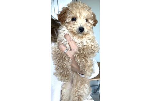 成約済の茨城県のミックス犬-159479の1枚目