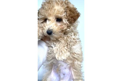 成約済の茨城県のミックス犬-159479の2枚目