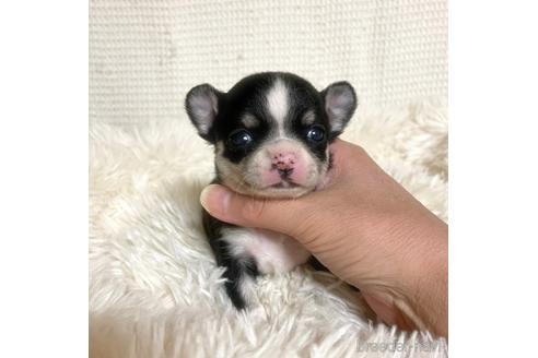成約済の徳島県のチワワ(スムースコート)-161199の16枚目