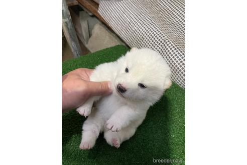 成約済の広島県の柴犬-160073の1枚目