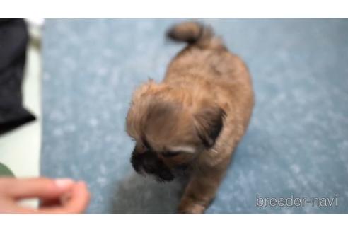 成約済の東京都のミックス犬-162286の2枚目