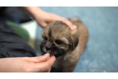 成約済の東京都のミックス犬-162286