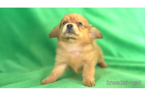 成約済の東京都のミックス犬-162287の2枚目