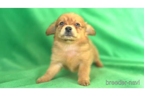 成約済の東京都のミックス犬-162287