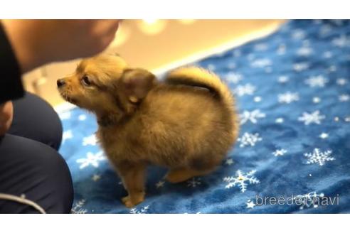 成約済の東京都のミックス犬-162288の2枚目