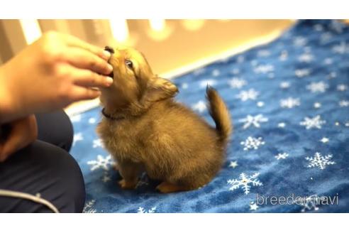 成約済の東京都のミックス犬-162288の1枚目