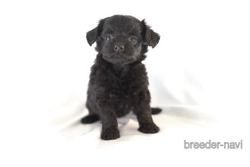 成約済の東京都のミックス犬-162290の2枚目