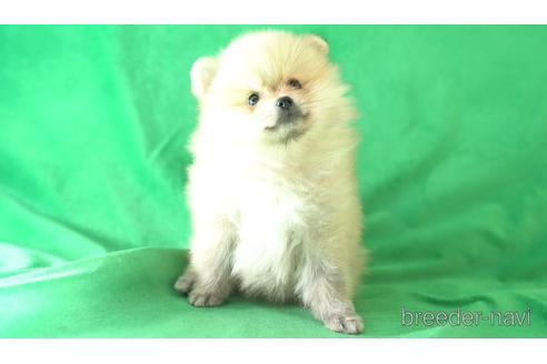 成約済の東京都のポメラニアン-162291の2枚目