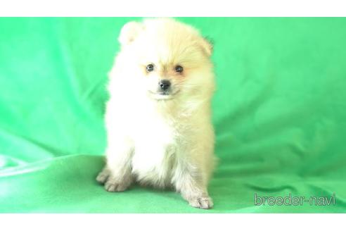 成約済の東京都のポメラニアン-162291の1枚目