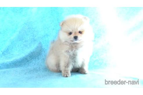 成約済の東京都のポメラニアン-162292の1枚目