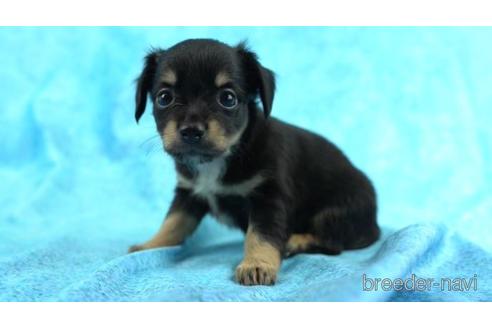 成約済の東京都のチワックス:チワワ×ミニチュアダックスフンド-162293の1枚目