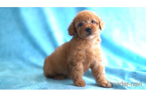 成約済の東京都のトイプードル-162294の1枚目