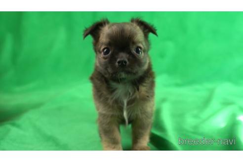 成約済の東京都のチワワ(ロングコート)-162295の1枚目