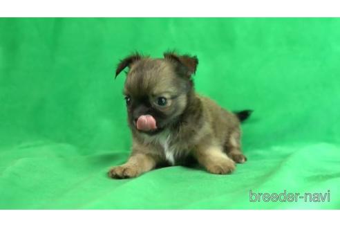 成約済の東京都のチワワ(ロングコート)-162295の2枚目