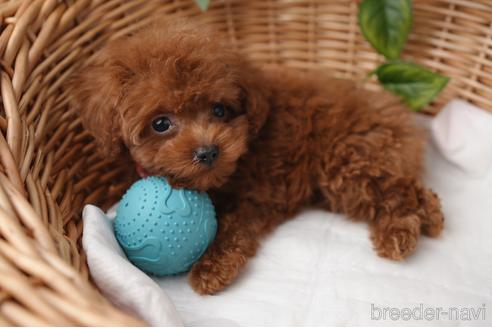 成約済の愛媛県のティーカッププードル-161062の2枚目