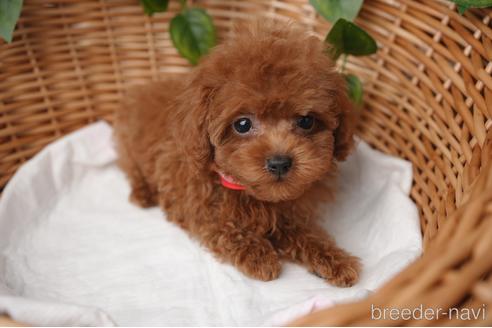 成約済の愛媛県のティーカッププードル-161062