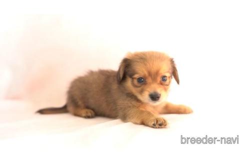 成約済の千葉県のミックス犬-162311の2枚目