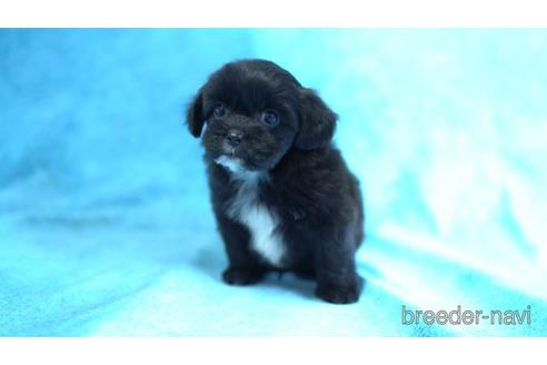 成約済の千葉県のミックス犬-162313の2枚目