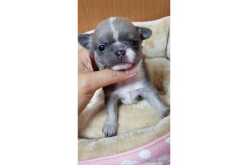 成約済の埼玉県のチワワ(ロングコート)-161038の6枚目