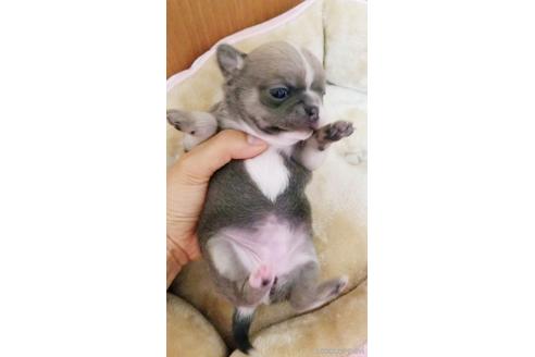 成約済の埼玉県のチワワ(ロングコート)-161038の4枚目