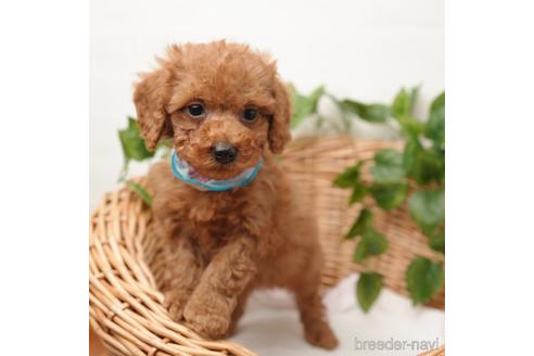 成約済の愛媛県のタイニープードル-162354の2枚目