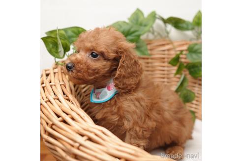 成約済の愛媛県のタイニープードル-162354の4枚目