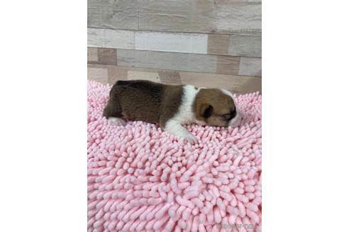 成約済の愛媛県のウェルシュコーギーペンブローク-162370の2枚目