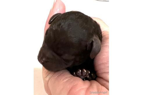 成約済の埼玉県のティーカッププードル-162393の2枚目