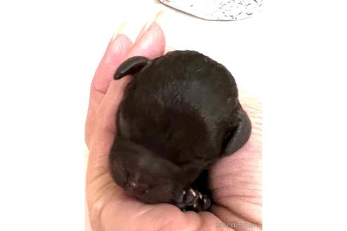成約済の埼玉県のティーカッププードル-162393の1枚目