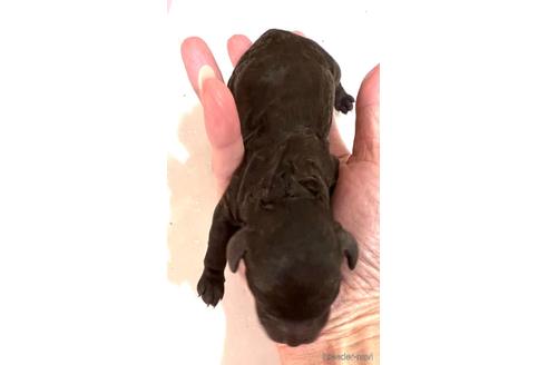 成約済の埼玉県のティーカッププードル-162393の3枚目