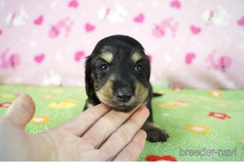 成約済の兵庫県のミニチュアダックスフンド(ロングヘアード)-162417の1枚目