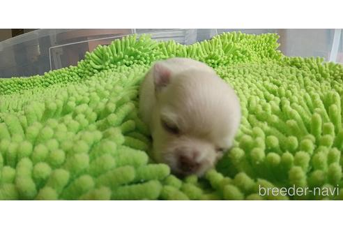 成約済の愛知県のチワワ(ロングコート)-161050の10枚目
