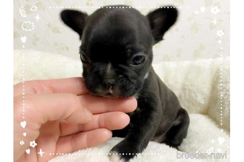 成約済の茨城県のフレンチブルドッグ-161176の33枚目