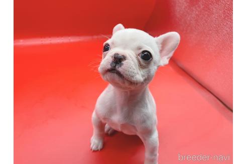 成約済の東京都のフレンチブルドッグ-162460の27枚目